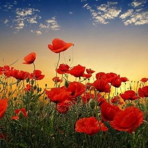 Meet your Posher, August